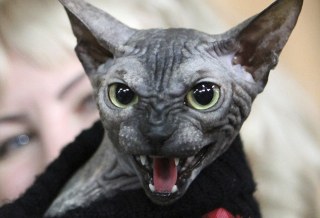 世界上最可怕的猫?俄国无毛et猫吸睛日期:20120326