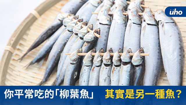 你平常吃的 柳葉魚 其實是另一種魚 Uho優活健康網