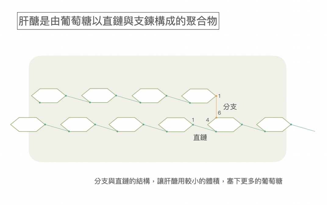 肝醣是什麼？有什麼作用？