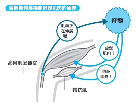 透過靜態伸展操來伸展肌肉