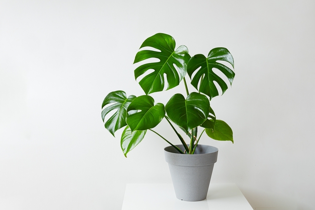 龜背芋（學名：Monstera deliciosa）