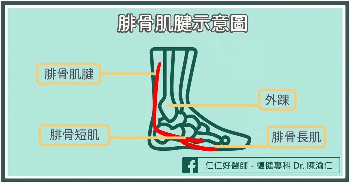 「腓骨肌群」是什麼？