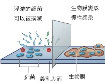 石頭奶是什麼？