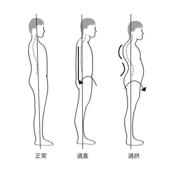 伸展與收縮，達到脊椎平衡狀態