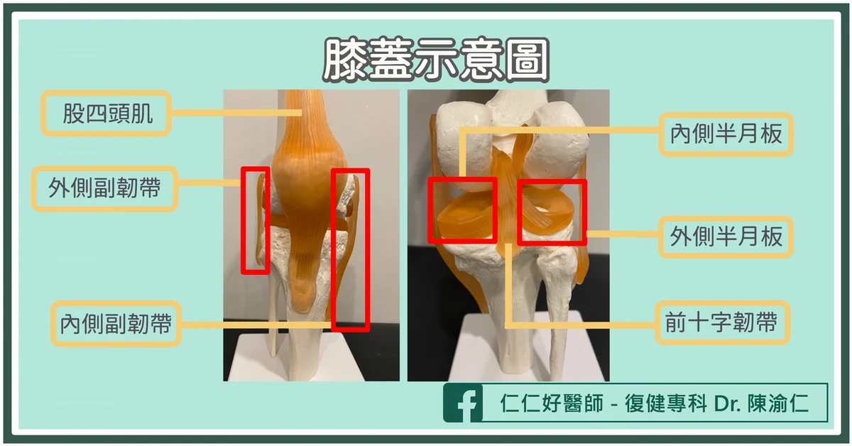 什麼是前十字韌帶？