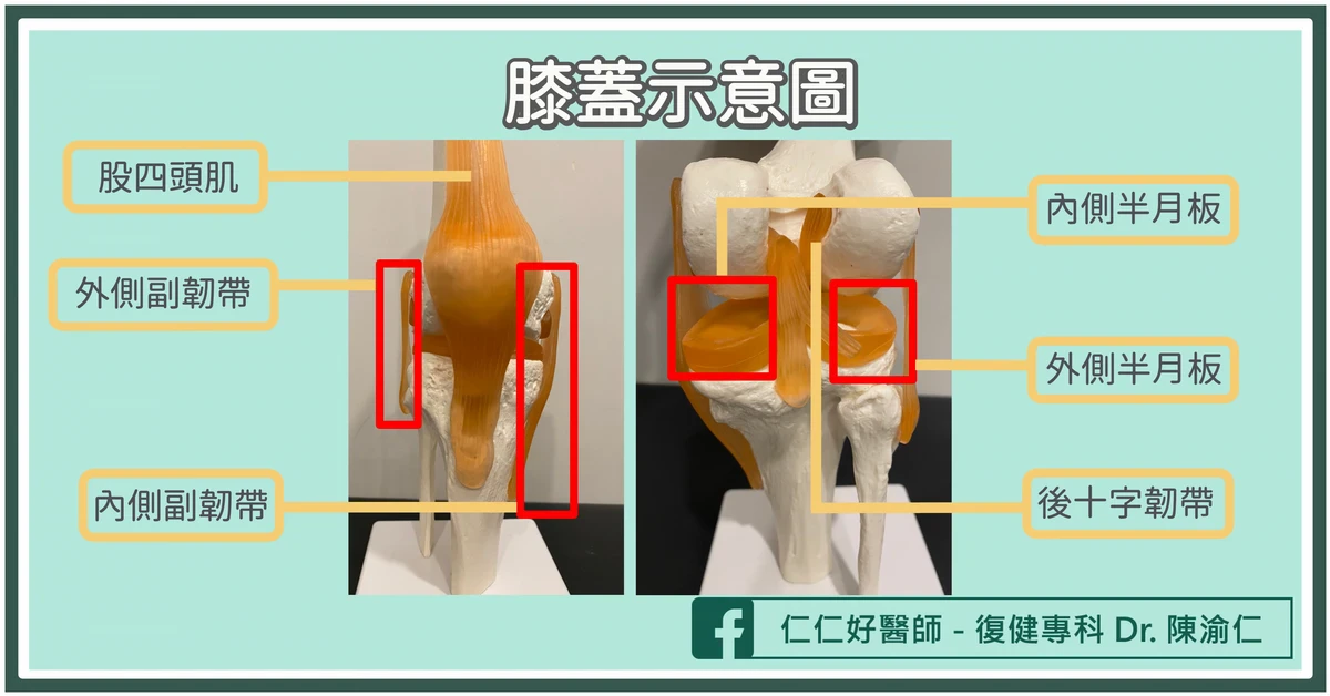 什麼是「後十字韌帶」？