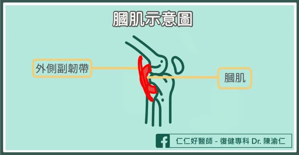 膕肌是什麼？