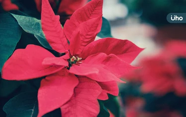 宋奉宜專欄》聖誕紅有毒？一碰就會過敏？醫破迷思：1類人才要注意