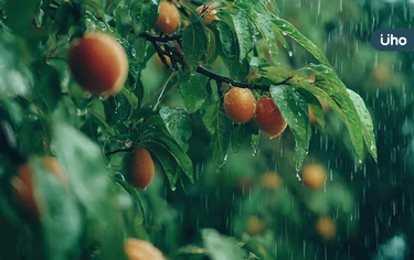 梅雨季頭昏易疲倦,是「身體除濕機」失靈?中醫揭養生「1核心原則」
