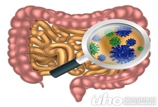 腸道所需菌體　南北大不同！
