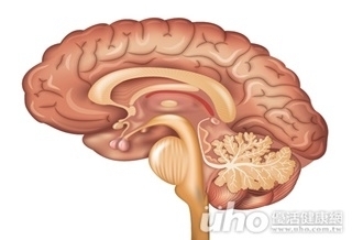 大腦古老結構　迅速、學習期較短