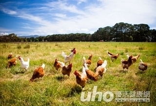 補充維生素D 吃放養雞蛋就行!