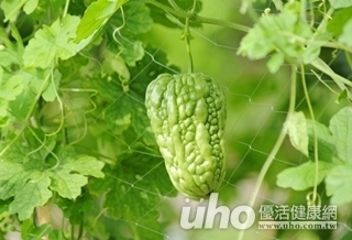 苦瓜萃取 類胰島素可降血糖