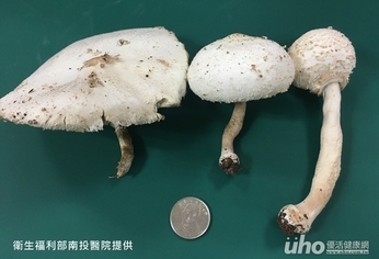 誤吃毒菇上吐下瀉　一家3口全送醫