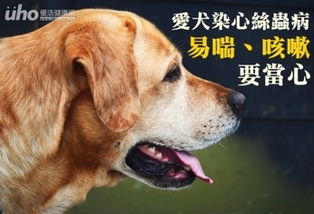 愛犬染心絲蟲病　易喘、咳嗽要當心