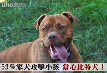 53％家犬攻擊小孩　當心比特犬！