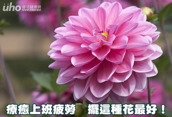 療癒上班疲勞　擺這種花最好！