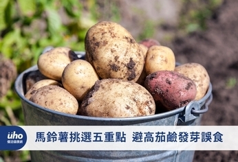 馬鈴薯挑選五重點　避高茄鹼發芽誤食