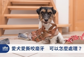 愛犬愛撕咬磨牙　可以怎麼處理？