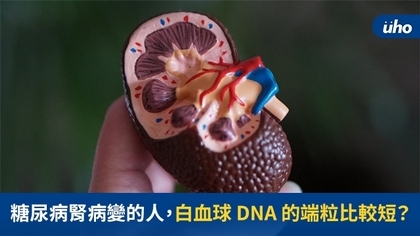 糖尿病腎病變的人,白血球DNA的端粒比較短?
